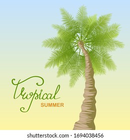 Advertising poster with a big palm tree on a background of the sky and hand drawn lettering. Text Tropical summer. Vector palm tree banner. View of the tree from below. Illustration of tourism