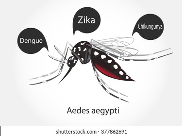 Aedes Aegypti Mosquito Vector. Dengue Zica Chikungunya