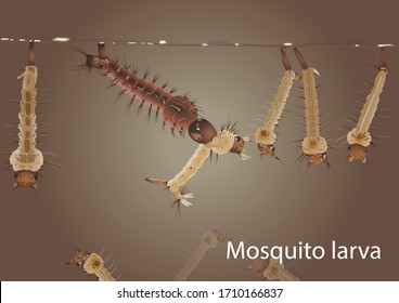 Aedes mosquito larvae, mutated larvae in the water