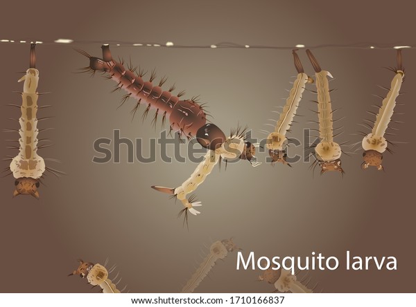 アデスの蚊の幼虫 水中で突然変異した幼虫 のベクター画像素材 ロイヤリティフリー