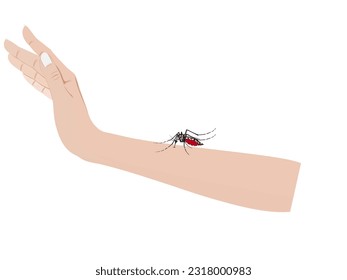 Aedes mosquito on a white background.