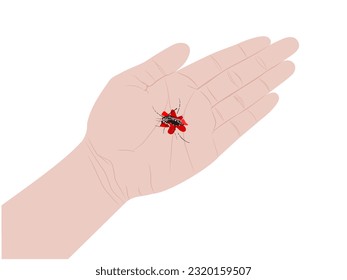 Aedes mosquito on a white background.