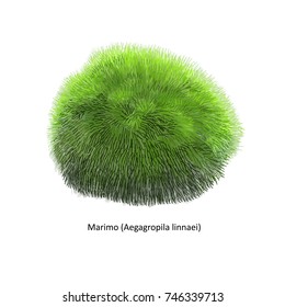 Aegagropila Linnaei, Known As Marimo, Ball Seaweed, Cladophora Ball, Lake Ball, Mossimo Or Moss Balls, Species Of Filamentous Green Algae (Chlorophyta). Hand Drawn Vector Illustration, Isolated