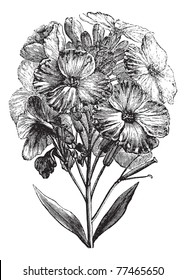 Aegean wallflower or Erysimum cheiri or Cheiranthus cheiri, vintage engraving. Old engraved illustration of Aegean wallflower, isolated on a white background. Trousset Encyclopedia.