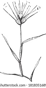 Aegilops plant, From the Dictionary of Word and Things, 1888.