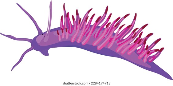 Aeolid nudibranch isolated on white background. 