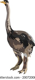 Aepyornis or elephant bird. Vector illustration