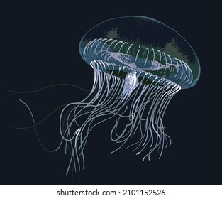 Aequorea jellyfish pictures, tentakel, dangerous, art.illustration, vector