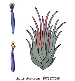 Aerial exotic plant Tillandsia ionantha pinky blooming, vector illustration. Isolated over white background. Hand drawn