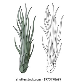 Aerial exotic plant Tillandsia Juncea, vector illustration. Drawn by hand. Isolated over white background.