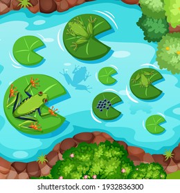 Aerial scene with frogs and lotus leaves in the pond illustration