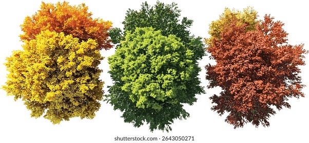 Aerial top view of trees, colourful seasonal forest, vibrant autumn leaves, seasonal foliage, forest canopy, aerial nature photography, fall landscape, colorful nature scenery