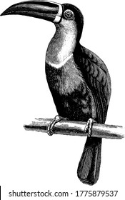 Aerial Toucan is a bird found in the island of Trinidad and in tropical South America, also known as Channel-billed Toucan., vintage line drawing or engraving illustration. 