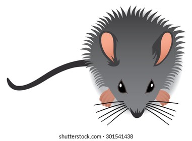 Aerial view of inquisitive baby mouse