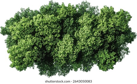 Aerial view of jungle trees, vector, transparent background, lush green forest, tropical wildlife, nature foliage, environmental design, canopy, forest illustration, eco friendly
