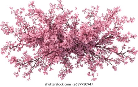 Aerial View of Pink Blossom Tree Forest Vector, transparent PNG, pink flowers, forest illustration, blooming tree, nature landscape, spring season, floral design
