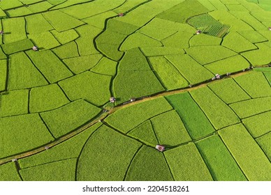 Aerial view The rice fields in the greenery The rice fields are square, so are the patterns.
Vector cartoon background of countryside land.
Rice field top view. 
High angle drawing vector.