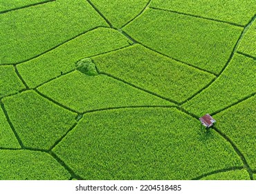 Aerial view The rice fields in the greenery The rice fields are square, so are the patterns.
Vector cartoon background of countryside land.
Rice field top view. 
High angle drawing vector.