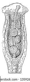 Aerialroot Bristle Fern is genus of Trichomanes. It is floral region is Puerto Rico, vintage line drawing or engraving illustration.