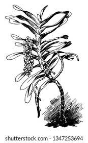 Aerides Odoratum is a species of Orchidaceae. The flowers are long and are very fragrant, vintage line drawing or engraving illustration.