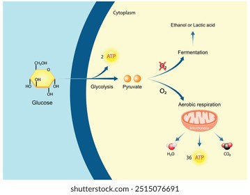 Respiración celular aeróbica y anaeróbica. Fermentación. Glucólisis. Mitocondrias, producción de energía. Ilustración vectorial científica.	