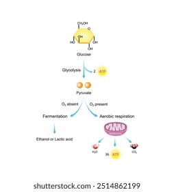Respiração celular aeróbia e anaeróbia. Glicólise Fermentação. Mitocôndrias, produção de energia. Ilustração científica vetorial.	