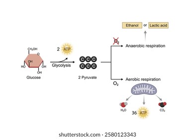 Aerobic and Anaerobic cellular Respiration. Glycolysis. Fermentation. Mitochondria, energy production. Scientific Vector Illustration.