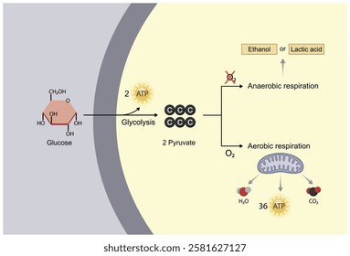 Aerobic and Anaerobic cellular Respiration. Glycolysis. Fermentation. Mitochondria, energy production. Scientific Vector Illustration.