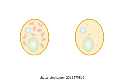 Aerobic and Anaerobic Metabolism of a Yeast Cell Concept Design. Vector Illustration.	