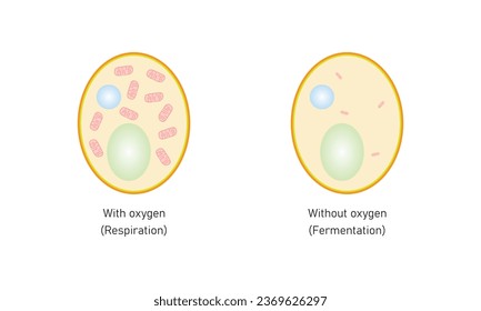 Aerobic and Anaerobic Metabolism of a Yeast Cell Concept Design. Vector Illustration.	