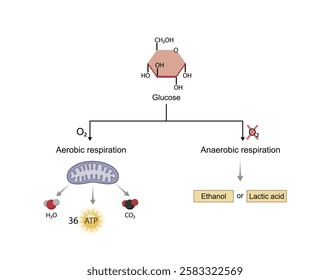 Aerobic and Anaerobic respiration 5Aerobic and Anaerobic cellular Respiration. Glycolysis. Fermentation. Mitochondria, energy production. Scientific Vector Illustration.