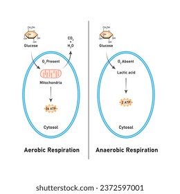 Aerobic and Anaerobic Respiration Scientific Design. Vector Illustration.