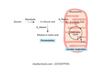 Aerobic and Anaerobic Respiration Scientific Design. Vector Illustration.