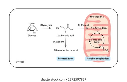 Aerobic and Anaerobic Respiration Scientific Design. Vector Illustration.