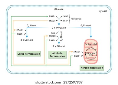 Aerobic and Anaerobic Respiration Scientific Design. Vector Illustration.