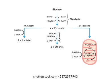 Aerobic and Anaerobic Respiration Scientific Design. Vector Illustration.