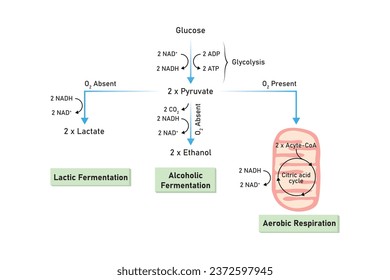 Aerobic and Anaerobic Respiration Scientific Design. Vector Illustration.