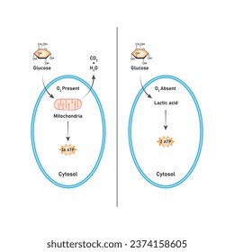 Aerobic and Anaerobic Respiration Scientific Design. Vector Illustration.