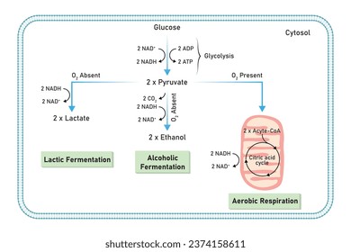 Aerobic and Anaerobic Respiration Scientific Design. Vector Illustration.