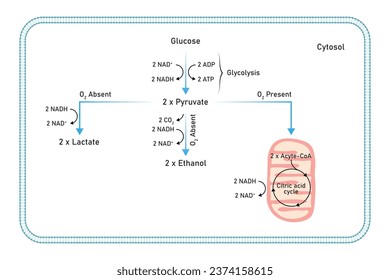 Aerobic and Anaerobic Respiration Scientific Design. Vector Illustration.