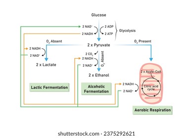 Aerobic and Anaerobic Respiration Scientific Design. Vector Illustration.