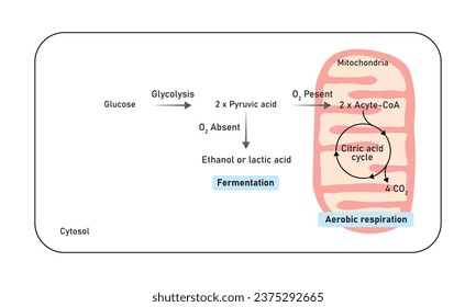 Aerobic and Anaerobic Respiration Scientific Design. Vector Illustration.