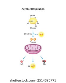 Respiração Celular Aeróbica. Glicólise Mitocôndrias, produção de energia. Ilustração científica vetorial.