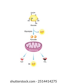 Aerobic Cellular Respiration. Glycolysis. Mitochondria, energy production. Scientific Vector Illustration.