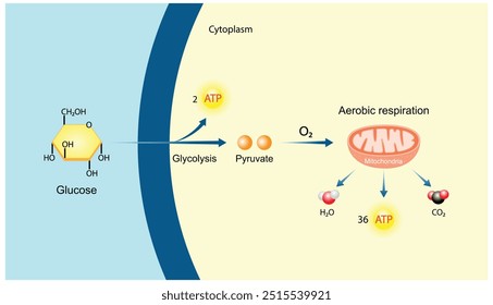 Respiração celular aeróbia. Glicólise Mitocôndrias, produção de energia. Ilustração científica vetorial.