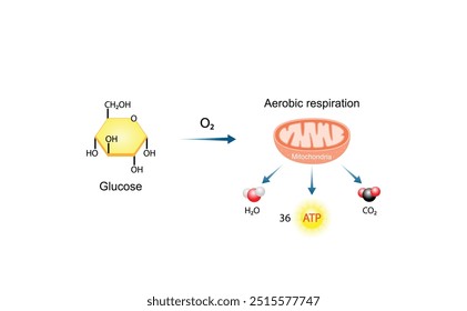 Aerobic cellular Respiration. Glycolysis. Mitochondria, energy production. Scientific Vector Illustration.