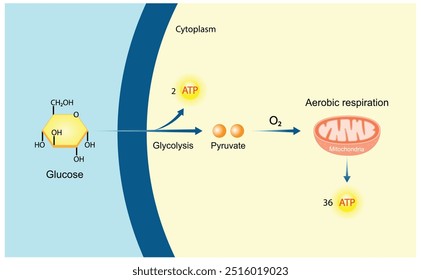 Aerobic cellular Respiration. Glycolysis. Mitochondria, energy production. Scientific Vector Illustration.