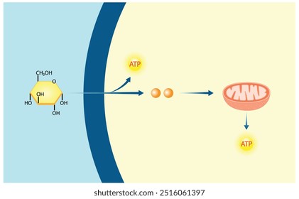 Respiração celular aeróbia. Glicólise Mitocôndrias, produção de energia. Ilustração científica vetorial.