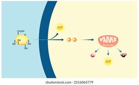 Respiração celular aeróbia. Glicólise Mitocôndrias, produção de energia. Ilustração científica vetorial.