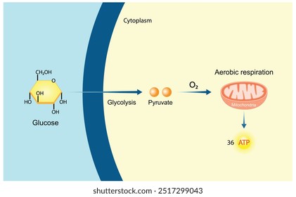 Aerobic Cellular Respiration. Glycolysis. Mitochondria, energy production. Scientific Vector Illustration.